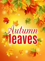 Bright fall poster with warm sunshine, autumn maple leaves,   inscription, the effect of the sun glow. Vector illustration