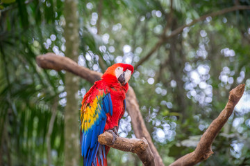 The red, Blue and yellow Macaw in Brazil