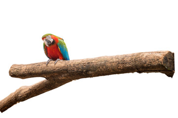 Colorful Macaw aviary on white isolated background