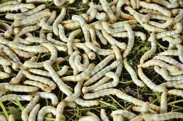 silkworms eating mulberry leaf closeup nature silk worms