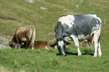 cows in alpine meadows