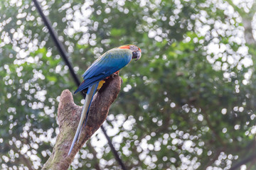 The Blue and yellow Macaw in Brazil