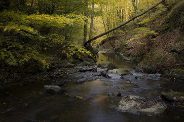 Fototapeta na wymiar forest stream in autumn