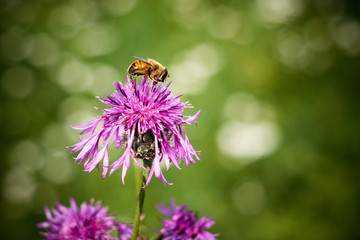 Biene bestäubt Blüte