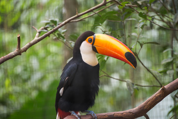 Fototapeta premium Toucan bird in a tree branch at the forest