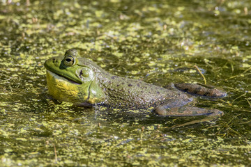 Bullfrog Croaking