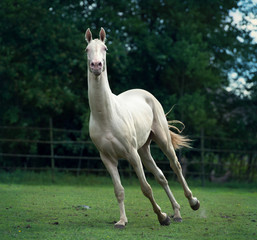 Obraz na płótnie Canvas running creamello purebred akhalteke stallion in paddock