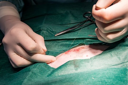 	
Vet stitching after surgery	
