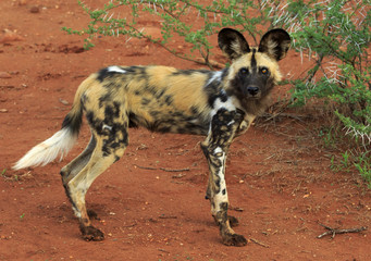 Alert African Wild Dog