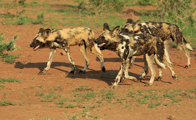 Naklejka na ściany i meble Pack of African Wild Dogs