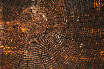 texture of dark wood. natural background.