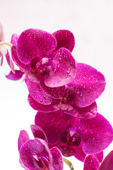 Naklejka na ściany i meble orchid with water drops