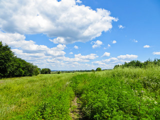 Wide green meadow