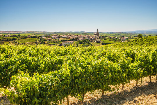 Scenic view of vineyard in Alava