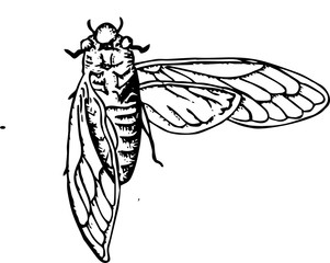 dundubia manifera skecth