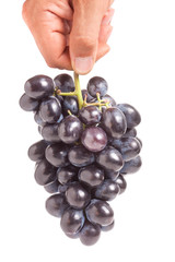 bunch of blue grapes in a hand isolated on white background