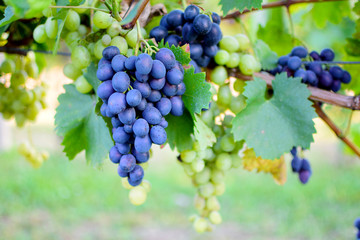 branches of grape in vineyard