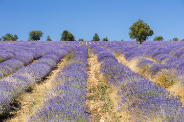 lavender field on the yellow ground in France