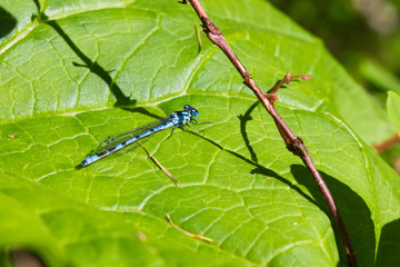 Azure dragonfly