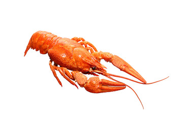 boiled red crayfish isolated on a white background with clipping path
