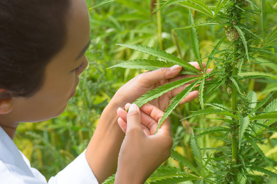 Wissenschaftlerin prüft die Blüte einer Hanf Pflanze / Medizinisches Cannabis