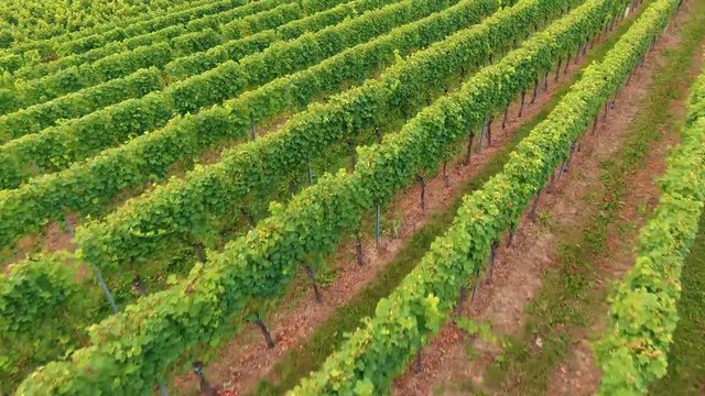 Video &Uuml;berflug von Weinreben