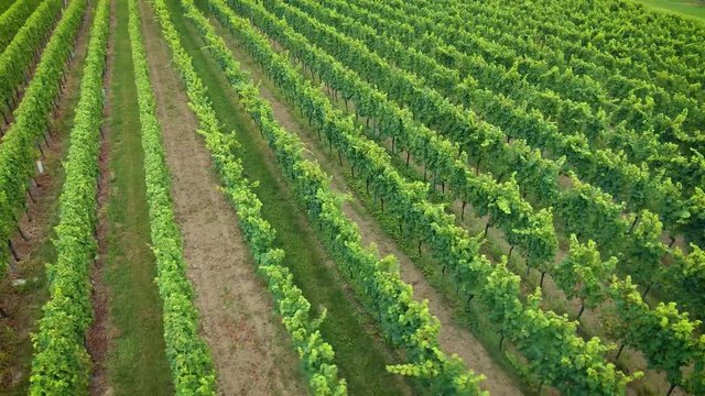 Video Runder Flug im Kreis im Wein Feld Trauben