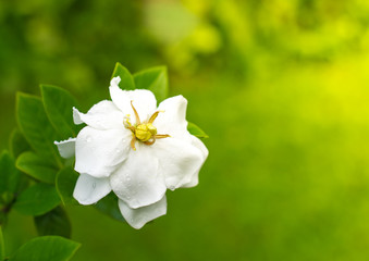 white flowers on green background
