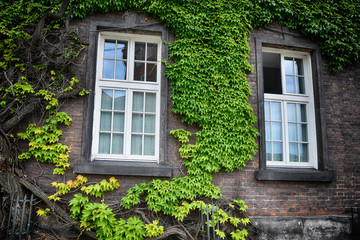 Fototapeta na wymiar covered with ivy wall