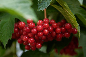 red viburnum berries and leaves
