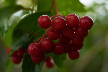 Ukraine symbol red viburnum