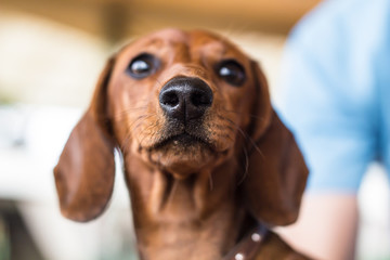 portrait of the pedigree dachshund; nose in focus