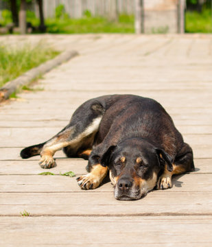 Dog sleeping on the wooden surface.
