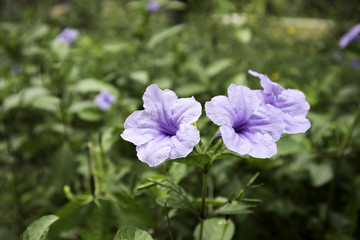 Obraz premium Flowers