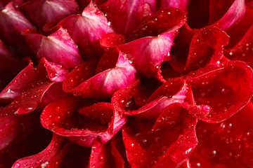 Red dahlias closeup