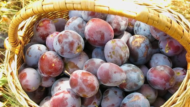 Basket with plums. Blue plums poured into the basket. Harvesting of plums. Waxy coating on plums. Close up plums