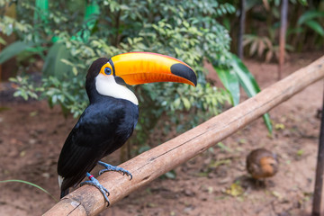 Close up of a giant colorful tucano