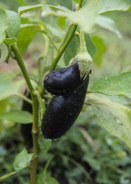 Eggplant on the vine