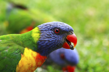Rainbow Lorikeet