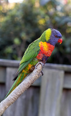 Rainbow Lorikeet