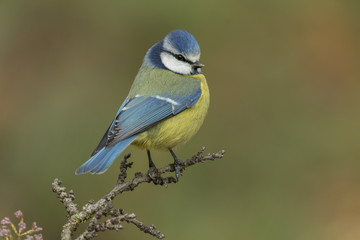 Blue Tit (Parus caeruleus, Cyanistes caeruleus)