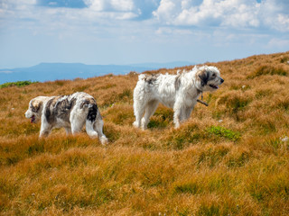 Fototapeta premium herd of sheep grazing on an alpine meadow
