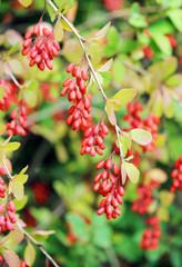Branch of a red barberry Berberis close-up.