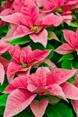 Traditional Poinsettia flowers blooming at Christmas