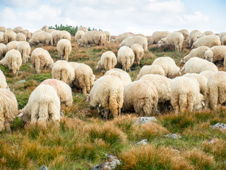 Obraz premium two sheepdogs in the meadow