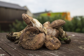 Fresh wild edible mushrooms on a wooden table.