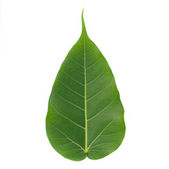 Green bodhi leaf isolated on white background..