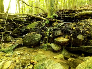 Creek in deciduous forest in wild nature