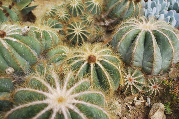 Naklejka na ściany i meble Parodia magnifica is a species of flowering plant in the Cactaceae family, native to southern Brazil.