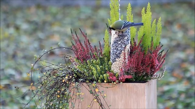 feeding wild birds in autumn , bird seed in flower pot 
